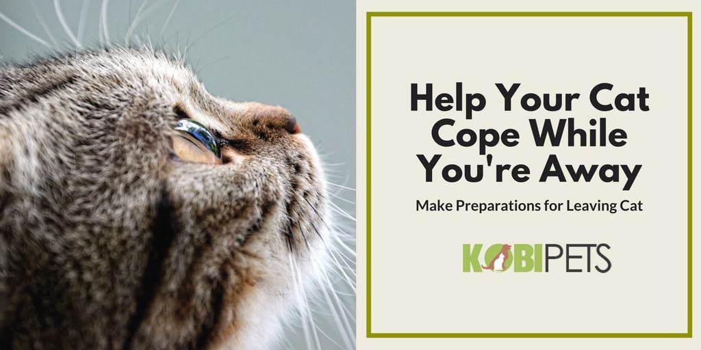 How to Help Your Cat Cope While You’re on Vacation?