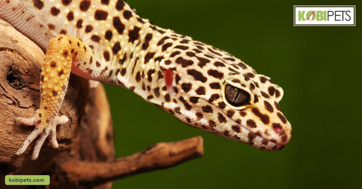 Leopard Gecko