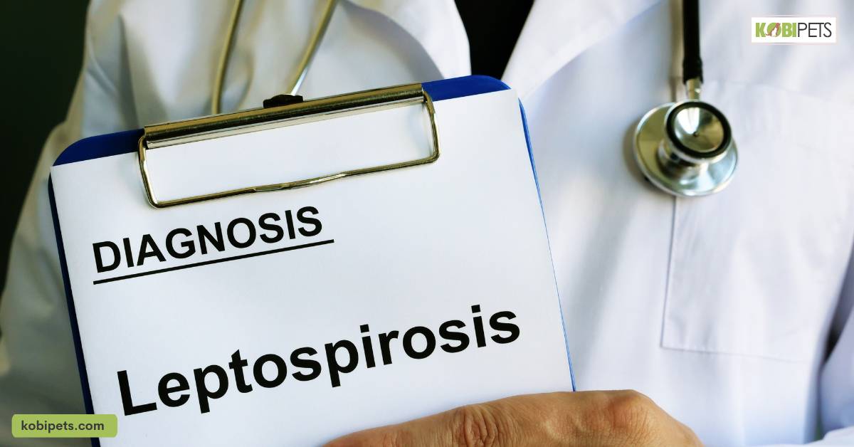Leptospirosis