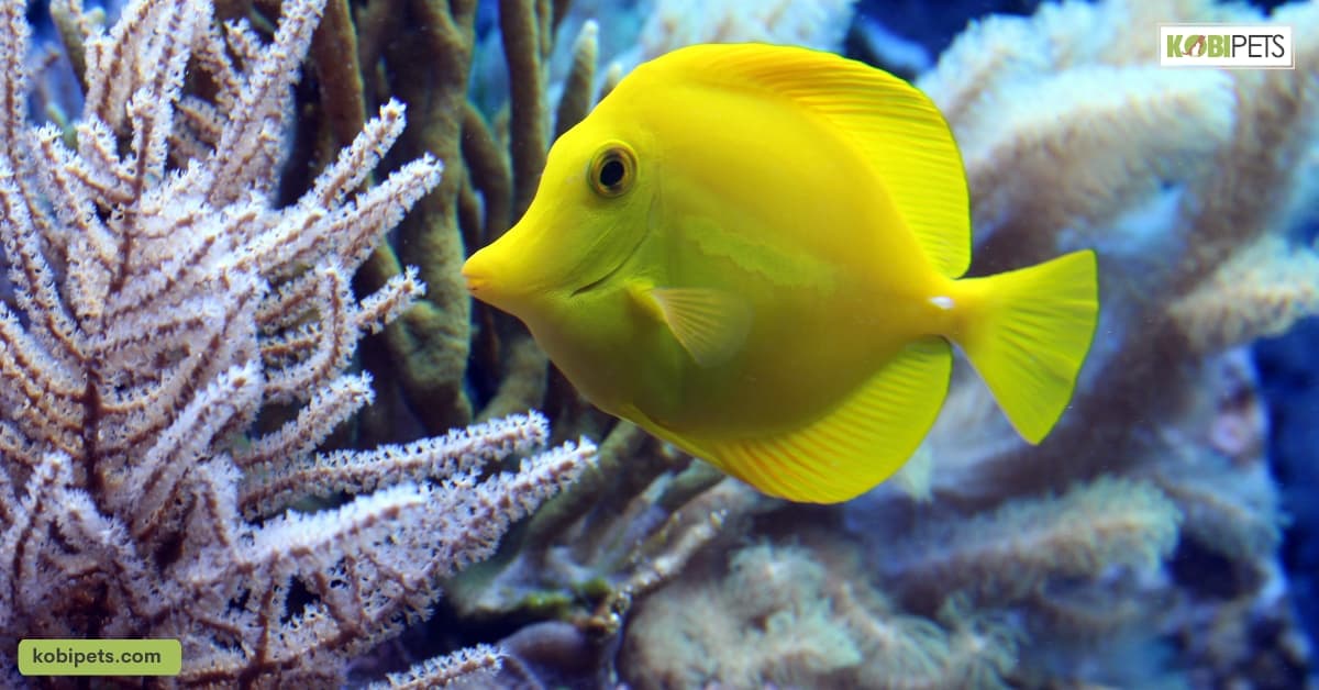 Ammonia Poisoning in Aquarium Fish