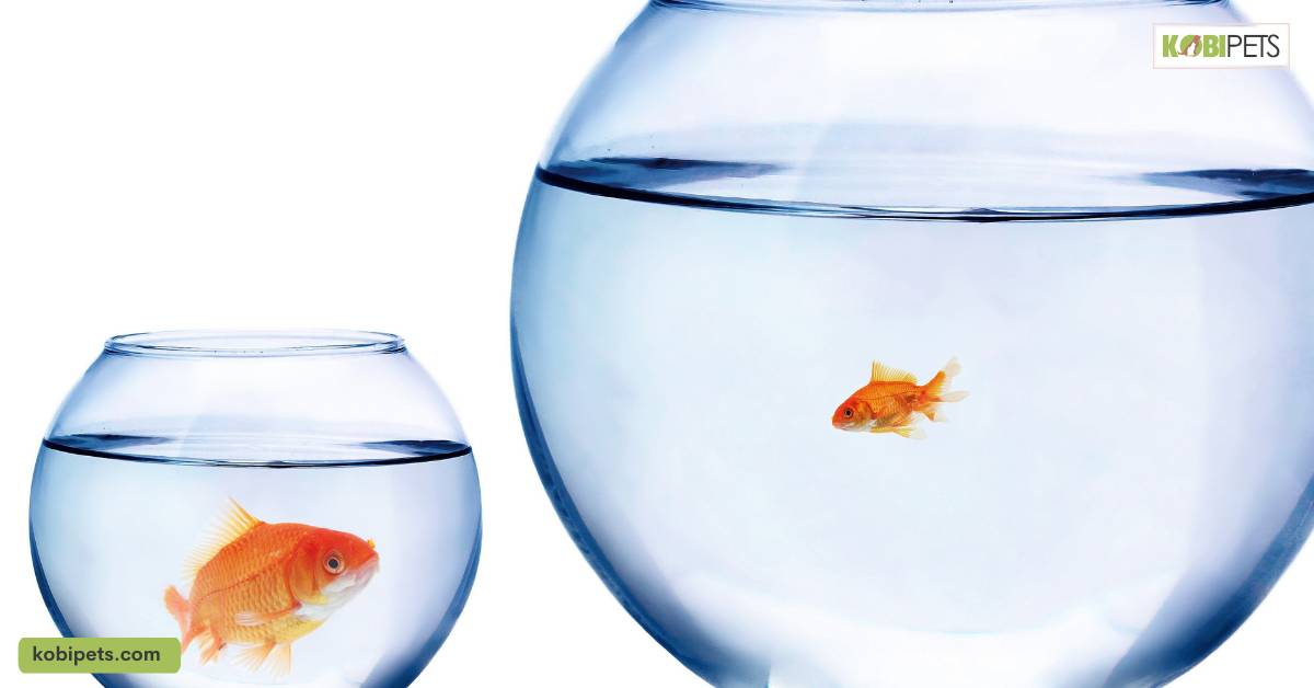 Why You Should Never Keep Your Pet Fish in a Bowl