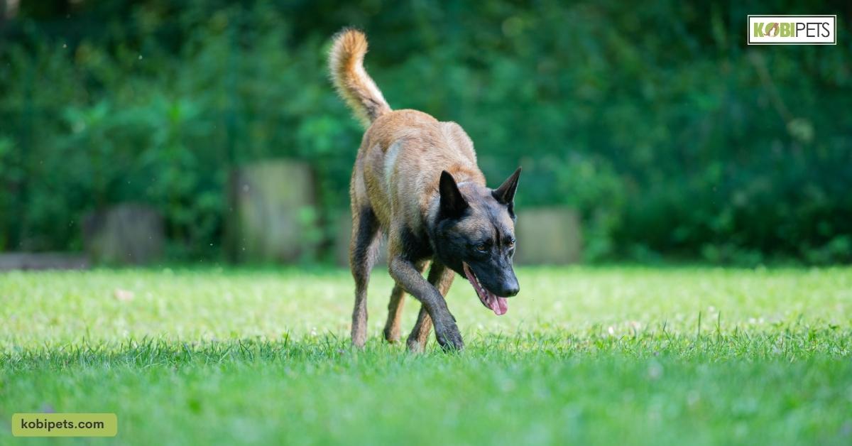 Belgian Malinois: What Owners Need To Know