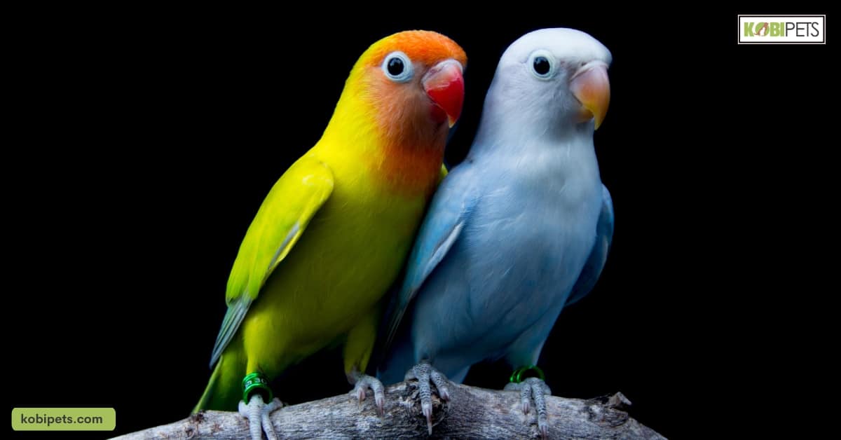 Lovebird