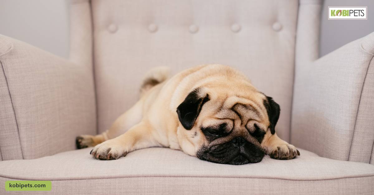 18 Pros and Cons of Owning a Pug
