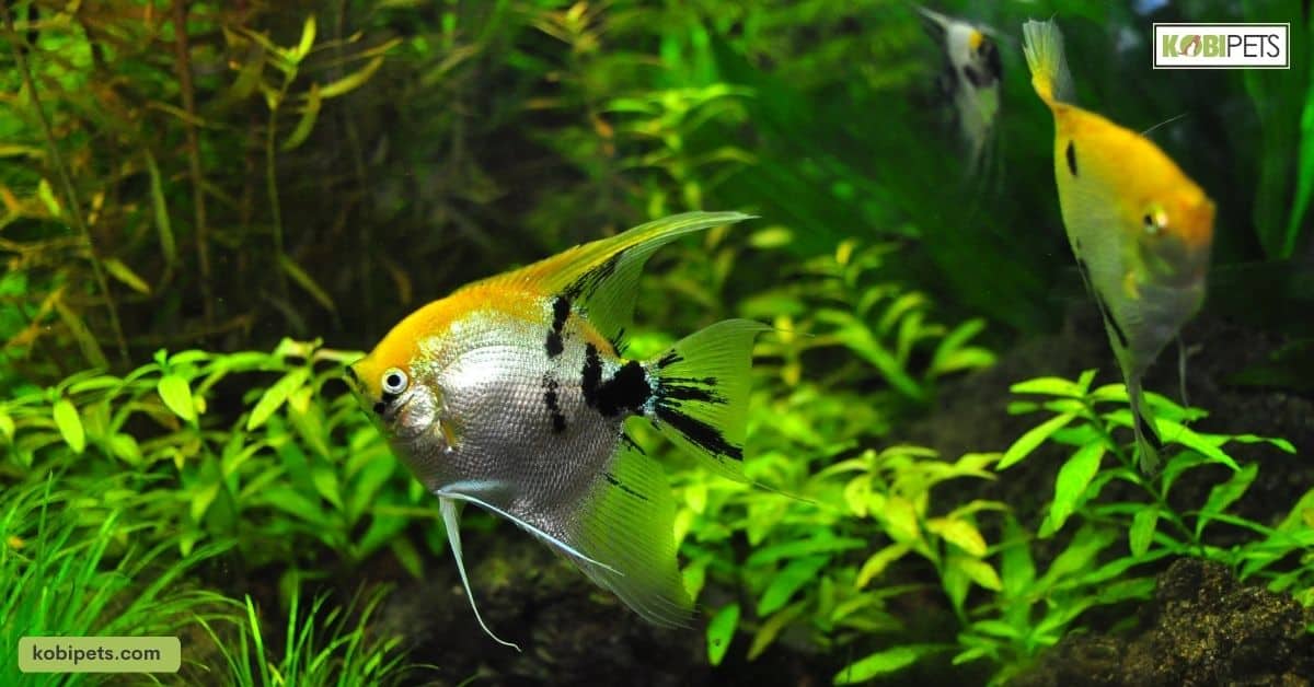 Maintaining a Healthy Aquarium Environment to Prevent Parasite Infestations