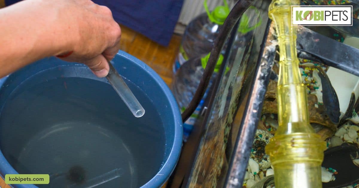 Regular Maintenance of Your Aquarium
