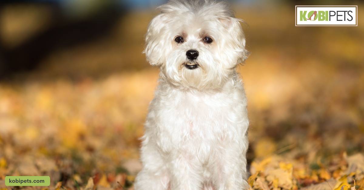Maltese
