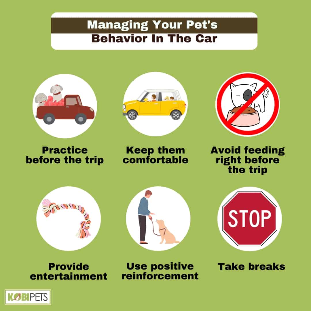 Managing Your Pet's Behavior In The Car