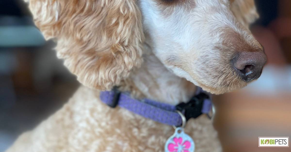 Martingale collar