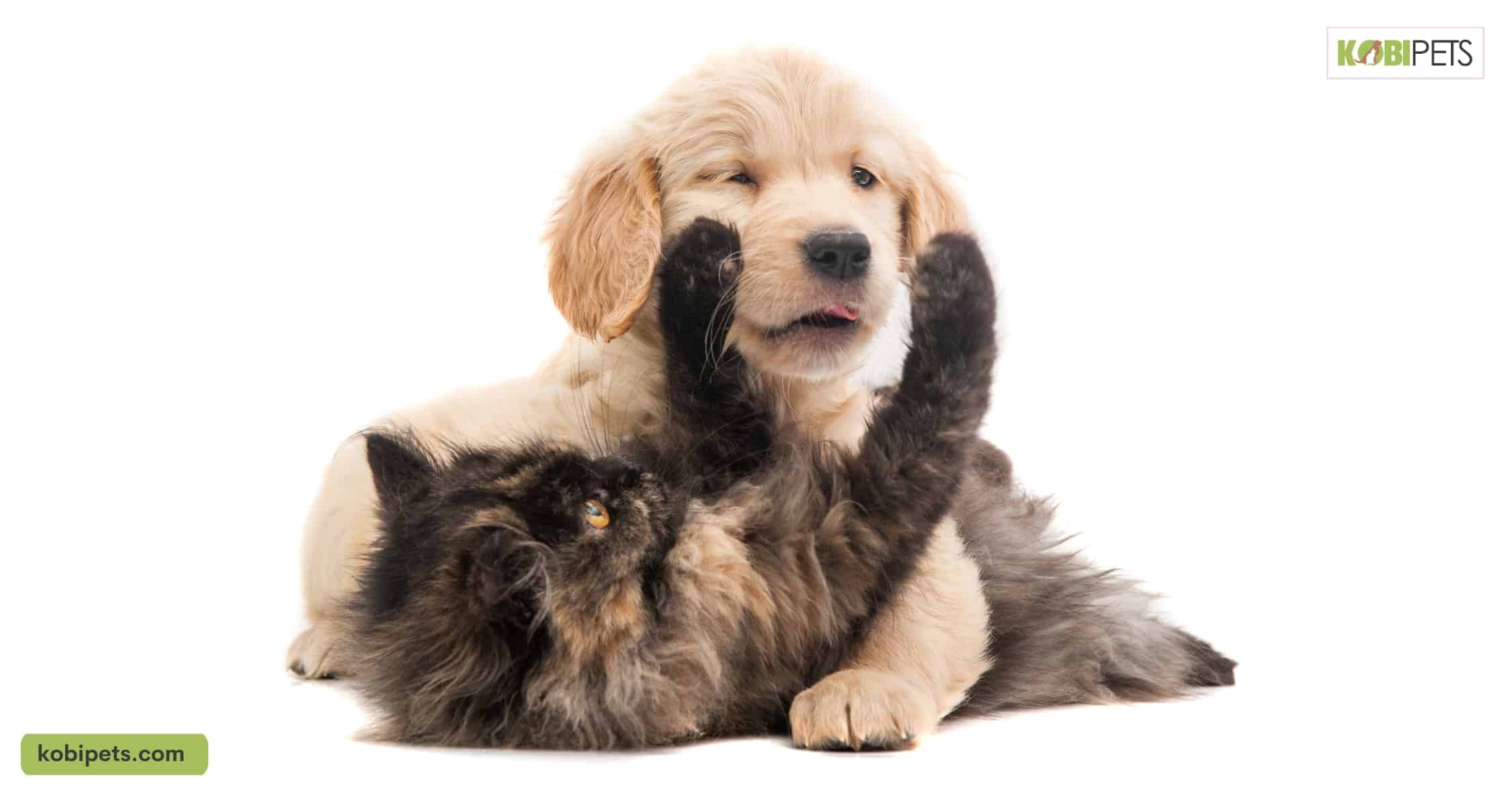 Measuring Intelligence in Dogs and Cats