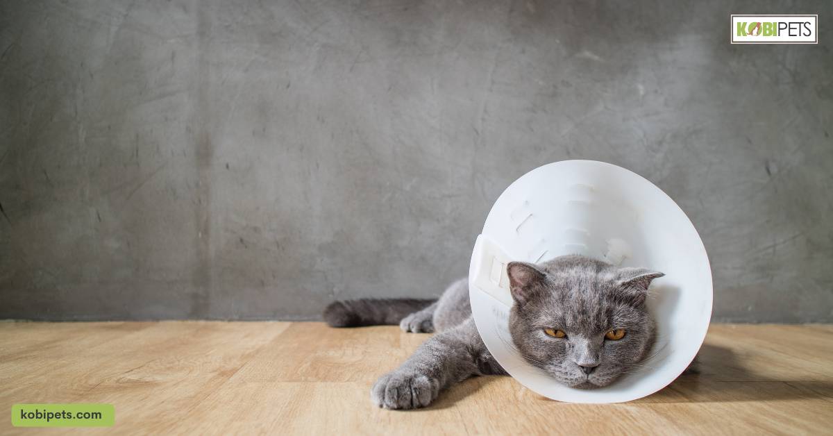 Medical Issues