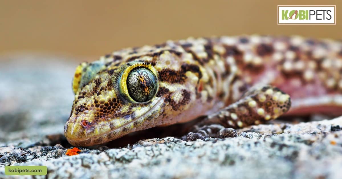 Mediterranean House Gecko
