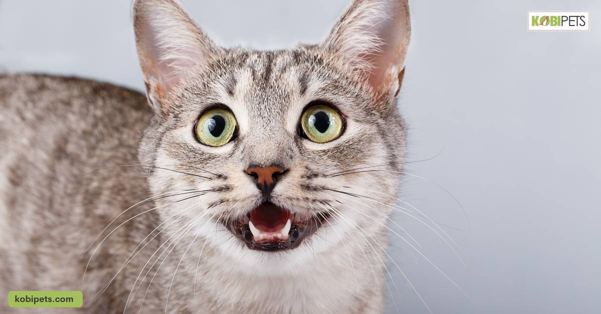 Meowing