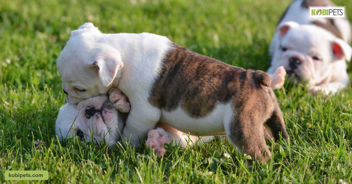 Monitoring Your Puppy's Behavior