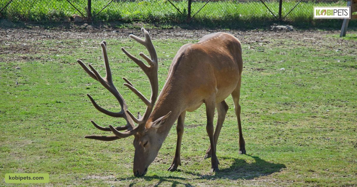 12 Deer Species That Are Kept as Pets