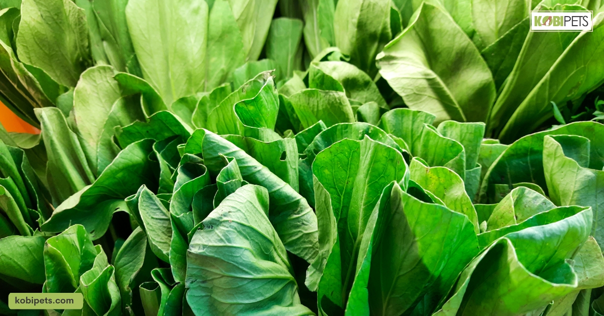13 Best Greens for Bearded Dragons