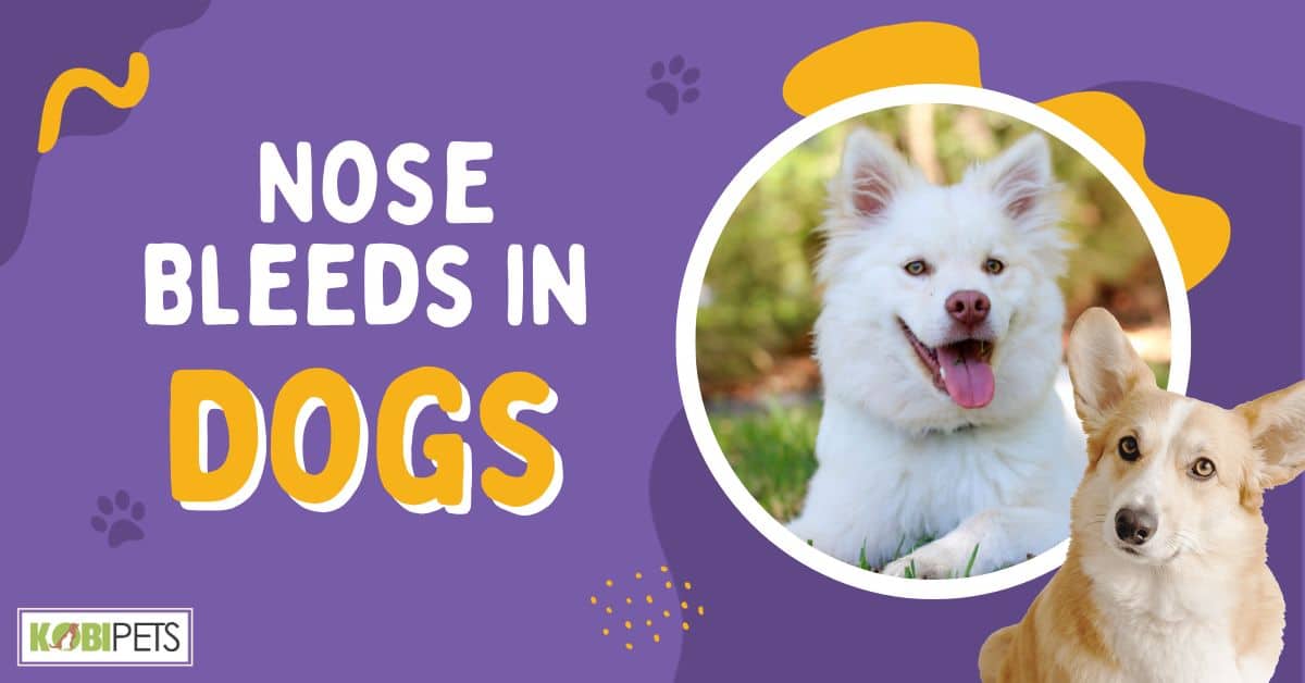 Nose Bleeds in Dogs