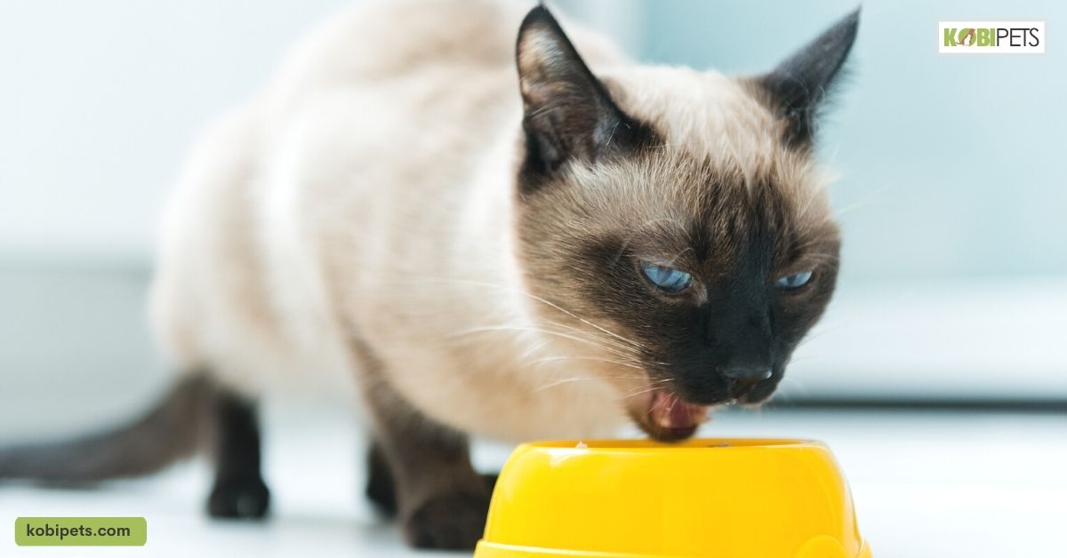 Can Cats Eat Eggs? Every Owner Should Know