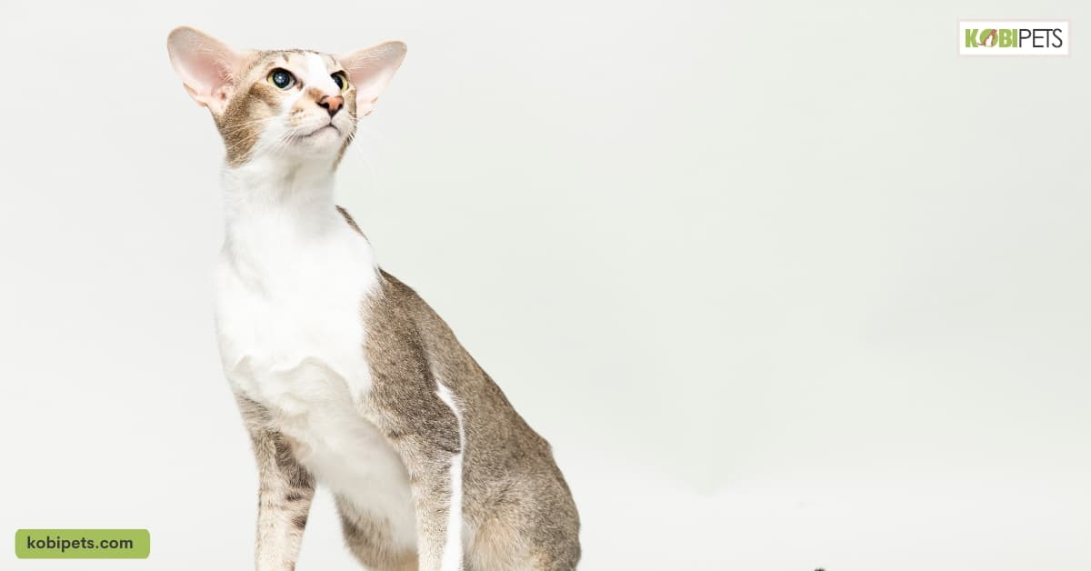 Oriental Shorthair Cats