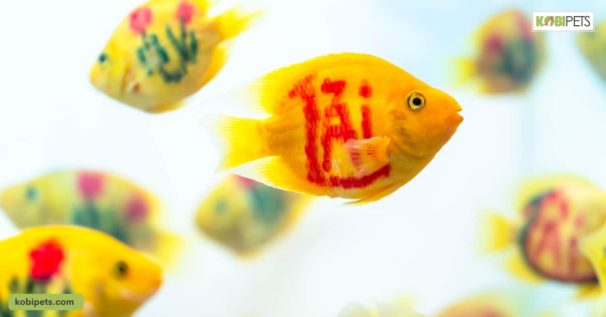 Origin and Habitat of Blood Parrot Cichlid Fish