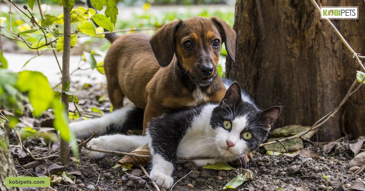 Other Factors (Size, Breed, etc.)