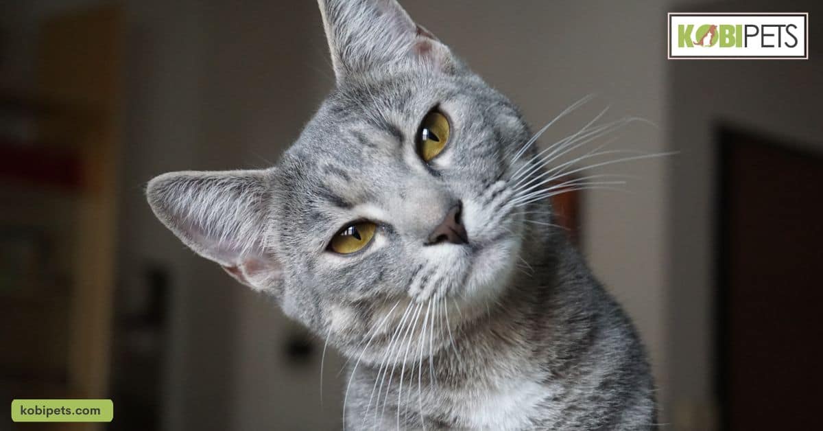 Overview of Common Health Issues in Cats