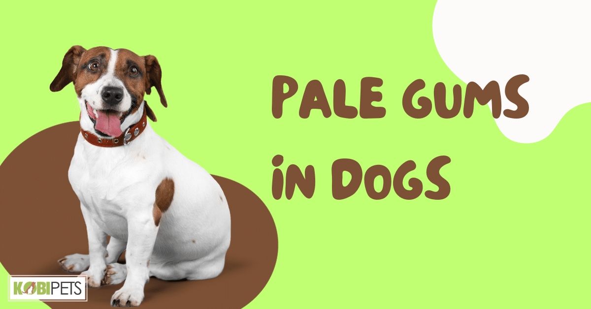 Pale Gums in Dogs