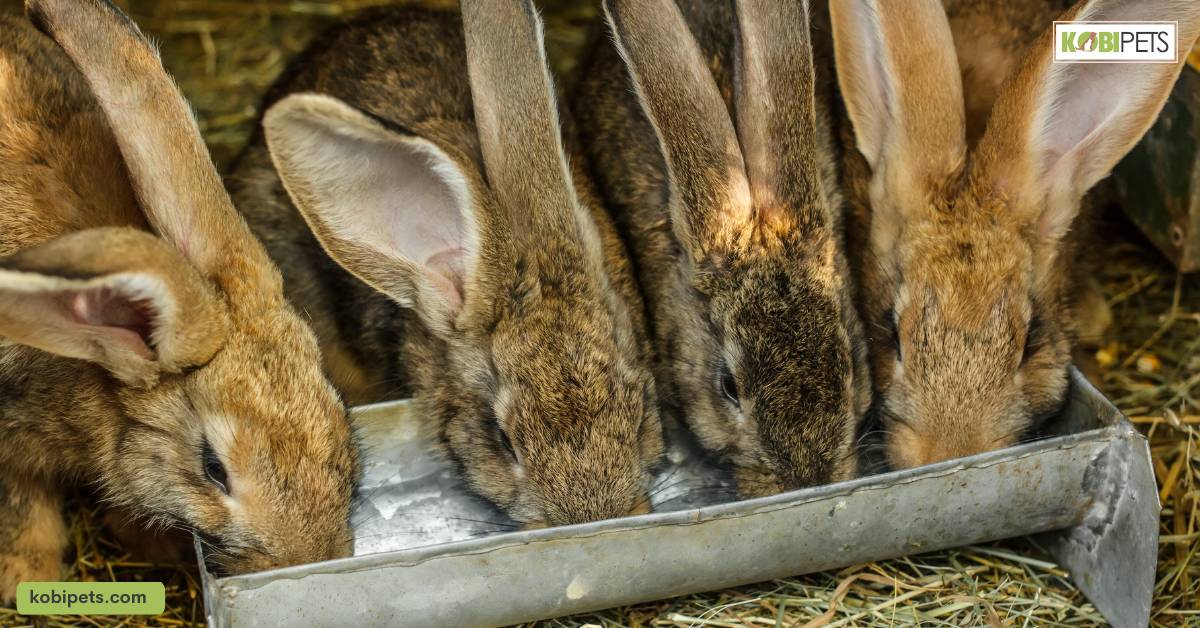 Pallet Rabbit Hutch