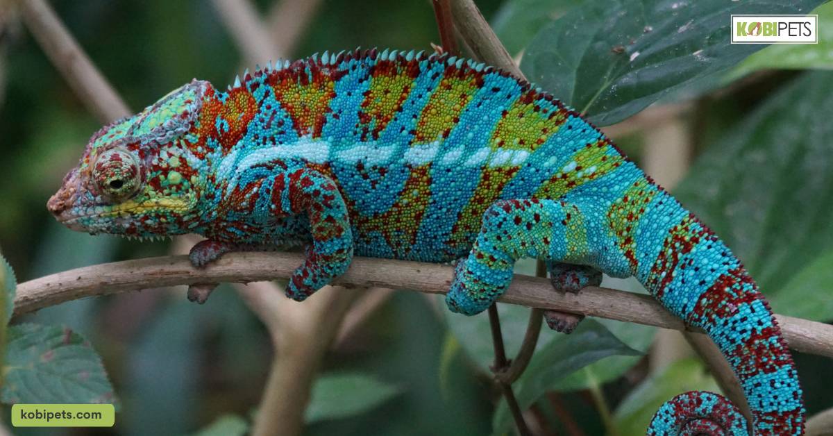 18 Best Pet Chameleons