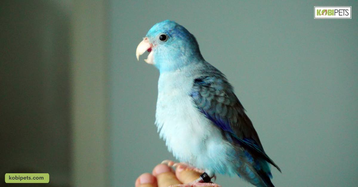 11 Most Gentle Pet Bird Species