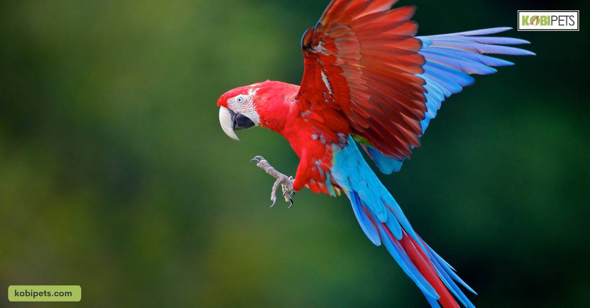 Parrots