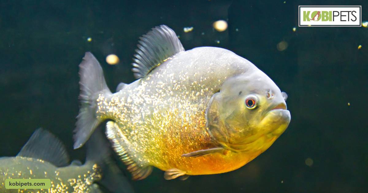 Piranhas