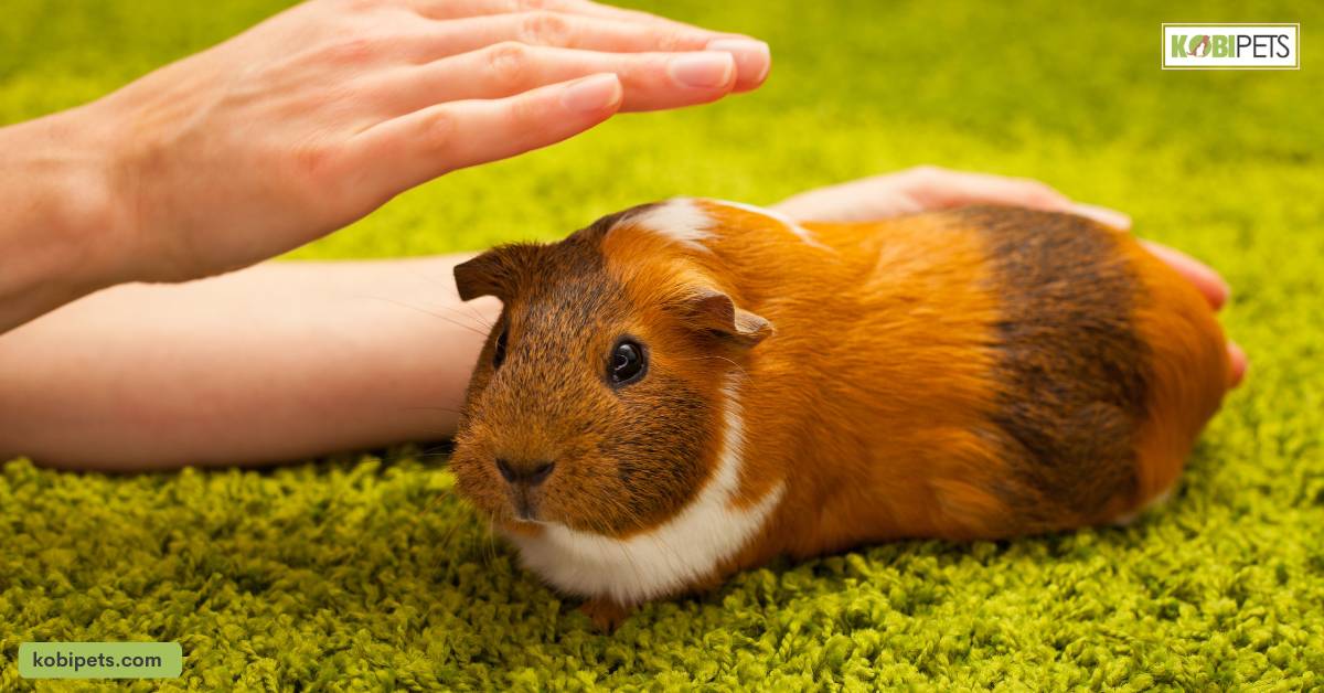 Playtime with Owners