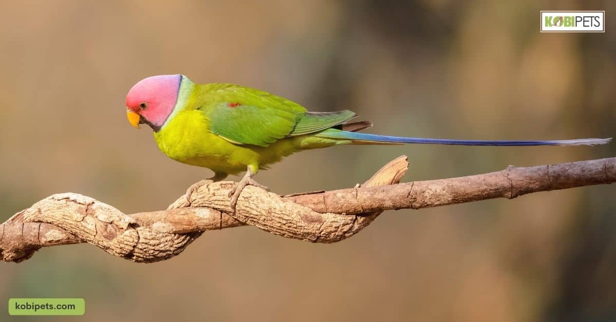 15 Different Types of Parakeets
