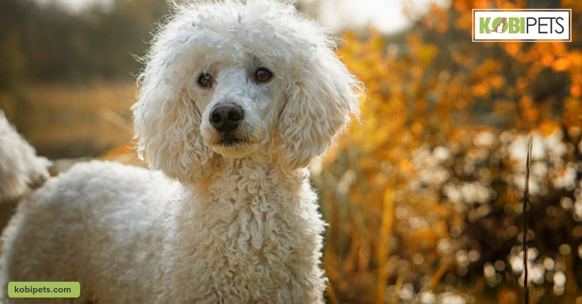 Poodle