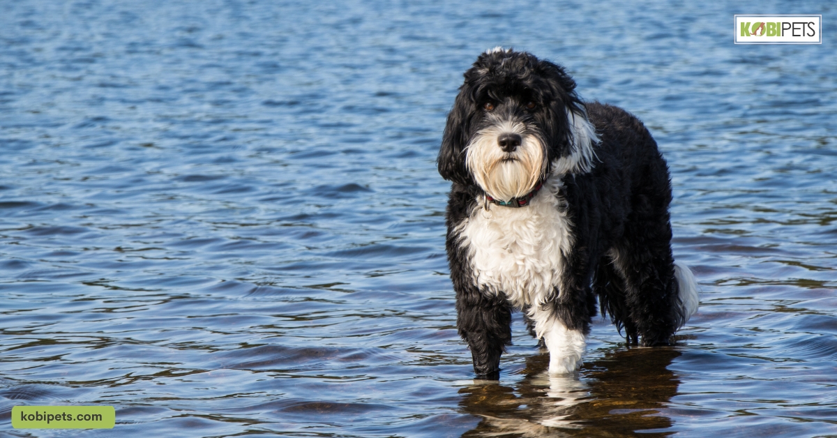 14 Dogs With Webbed Feet