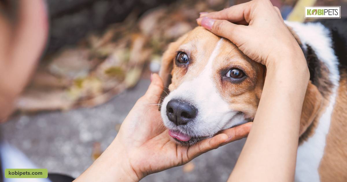 Positive Reinforcement Training