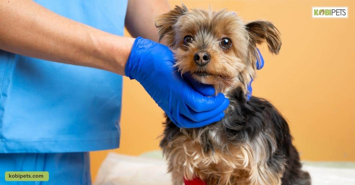 How to Protect Your Dog From Foxtails and Cheatgrass?