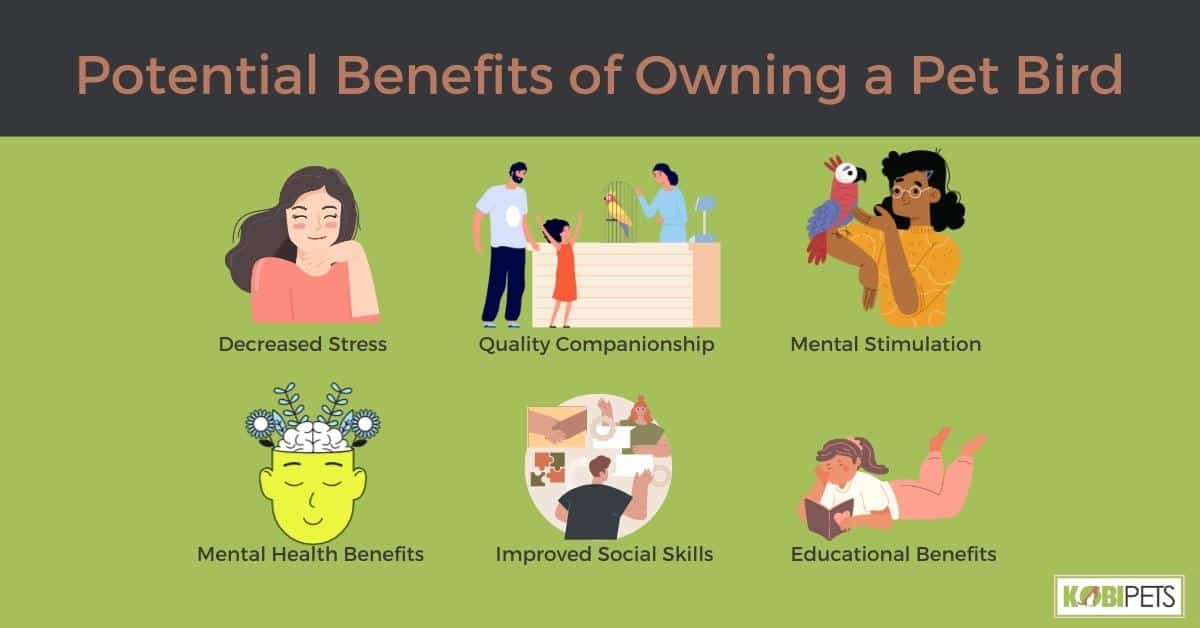 Potential Benefits of Owning a Pet Bird
