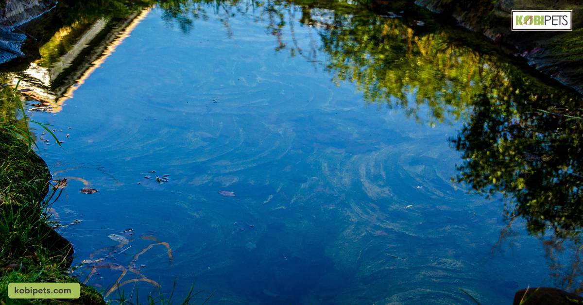 Potential Dangers and Risks Associated with Outdoor Turtle Ponds