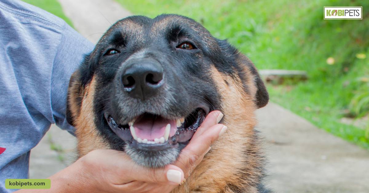 Potential for Adoption and Saving a Life
