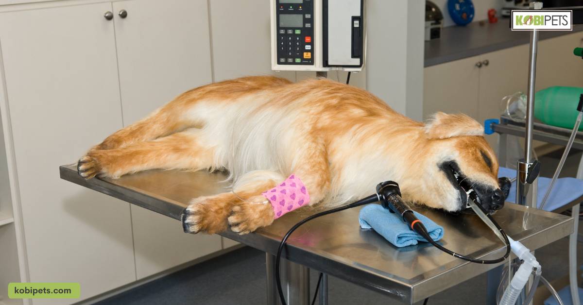 Potential Medical Expenses for Dogs