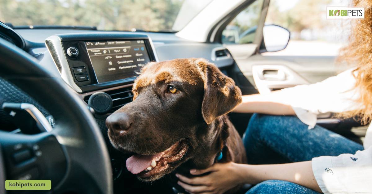 Preparing Your Pet For The Road Trip