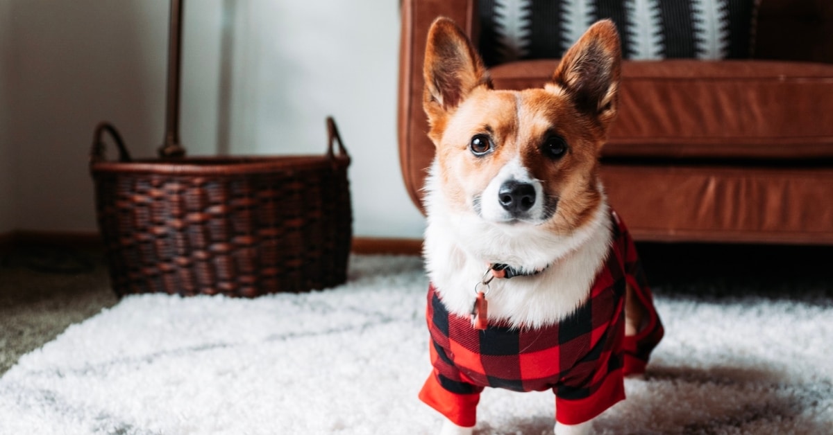 Preparing Your Pet's Living Space