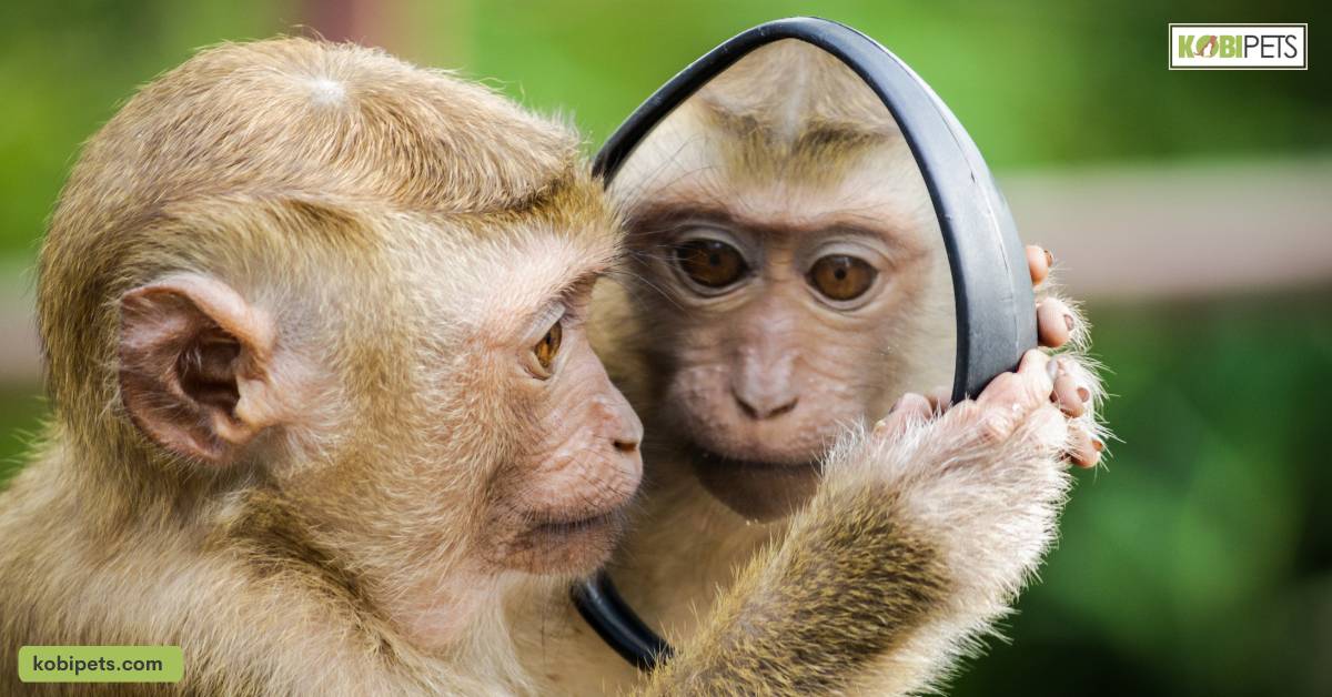 Primates