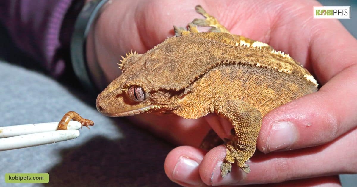 Properly Feeding and Watering Your Leachie Gecko