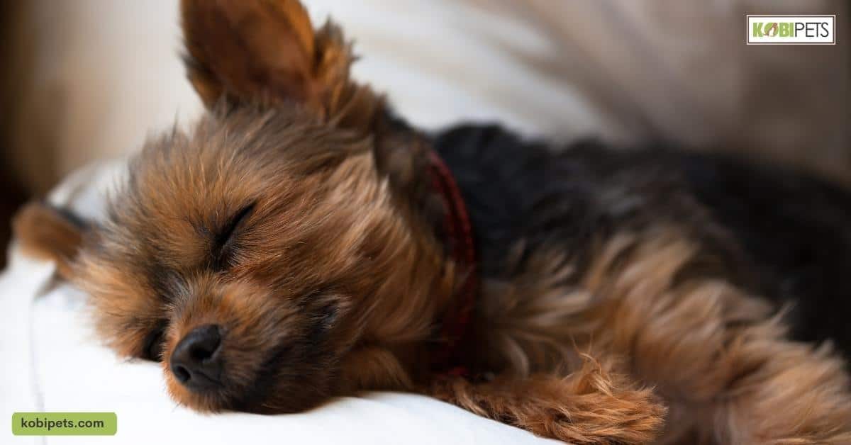 Protection of Your Dog's Health