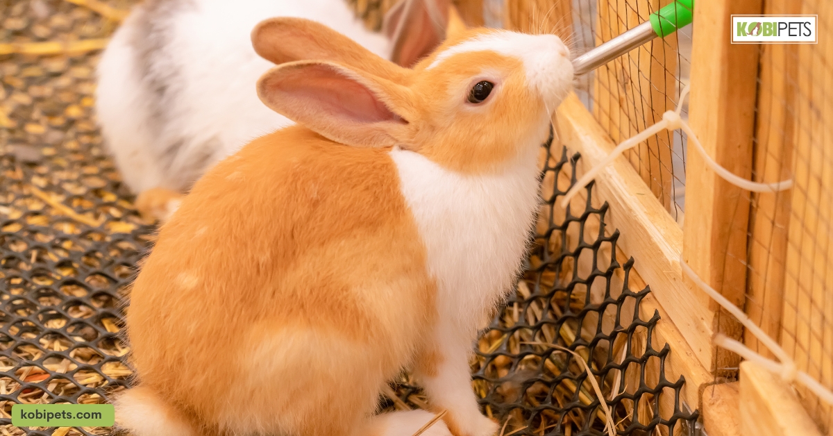 11 Ways To Show Your Rabbits You Love Them