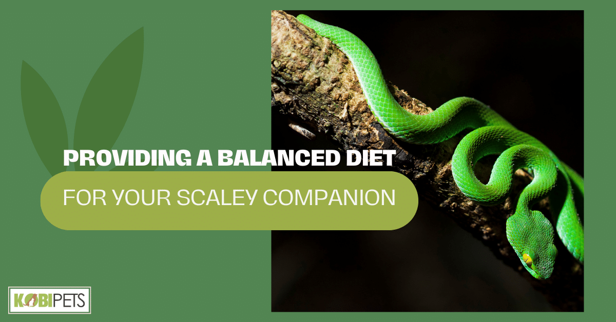 Providing a Balanced Diet for Your Scaley Companion