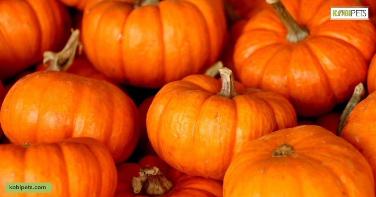Pumpkin
